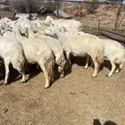غنم حريات دفيع