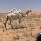 لقحات طيبات للبيع