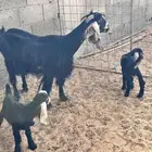 عنز متاوم