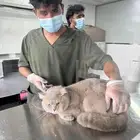 قط للتبني