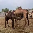قعدان حاشي