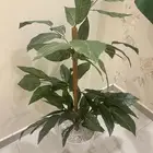 شجره