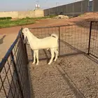 مشروع فحل مطور ابيض ابرص فاخر