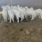 بهم حري كفوي كلش خروف