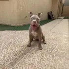 كلب بيتبول ريد نوز انثى 8