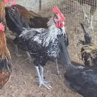ديكة بلدية للبيع