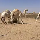 حشو حليب مغلقة