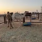 بكره قصب العمر 9 شهور والبيع سمح بذن الله موقع الرحمانيه