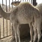قعدان العدد 3 على حليب فل شحم العمر 5 شهور