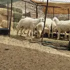 10 طليان نظاف شعره وجبر وشحم
