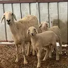 شاه تامه معها طلي ورخل اعمارها شهر