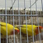 روز ذكر وأنثى