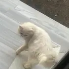 لقيته عند باب البيت. اللي ضايع عليه او يبغ يتبناه.