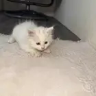 بس شيرازي العمر اقل من شهر