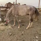 حصان