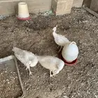 طائوس