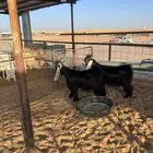 فحول تيوس للبيع