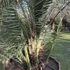 فسايل فروخ صقعي