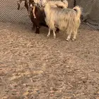 للبيع معزاء مشاريك