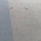مطارة ماء