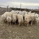 غنم حريات طيبات ومضريع وحده والد العدد 33بفحلهن