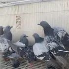 للبيع حمام سوادي نظيف