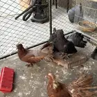 حمام شمسي