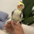 كوكتيل كروان متكلم تم البيع