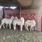 رخال عدد 4 شرط