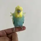 ذكر بادجي هوقو اليف