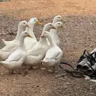 بط دجاج بلدي صوص براهما كلومبي