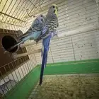 بادجي هولندي