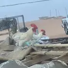 2 دجاج و 2 ادياك