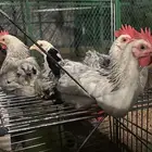 دجاج وديوك فرنسي كولمبي صغير