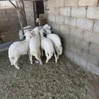 بهم رخال للبيع