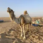 بعير فحل