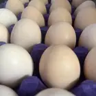 بيض براهما أسود صك