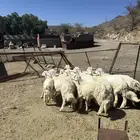 خرفان للبيع