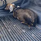 تيس لباني طيب