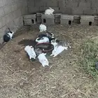ارانب فرنسي وبلدي