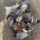 فراخة حمام زاجل وفارد فرنسي ابيض(تم البيع)