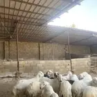 سواكني ذبايح