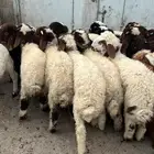 بهم تربيه طيب