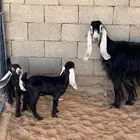 عنز عارضيه كفو نادره