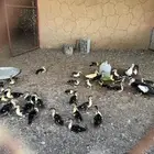 للبيع فروخ بط