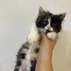 قطط