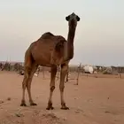 قعود حق غرنوقي