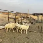 رخال حريات الحد ( 840 ) تم البيع