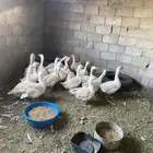 وز منتج