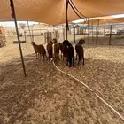 الشميسي طريق الخواجات